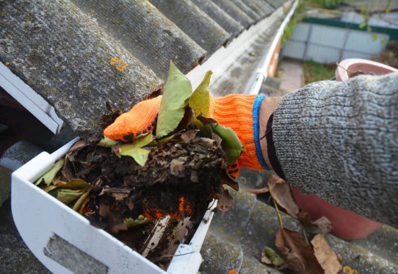 Roofer clearing leaves and debris from a gutter by hand in Norfolk